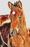 Bay Foal (image for) Bay Foal